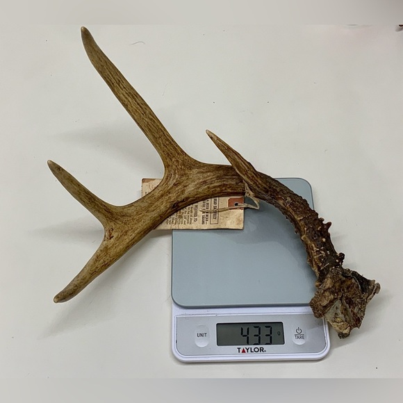 Vintage Upper Peninsula Michigan Deer Antler 15.3oz/433g 1977 - Picture 11 of 14